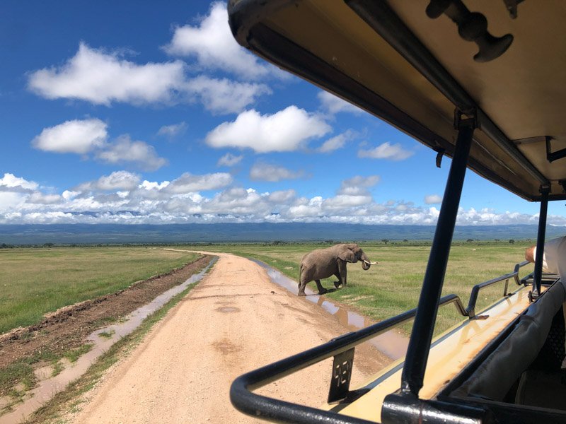 Safari